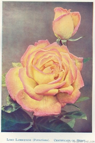'Lord Lambourne' rose photo