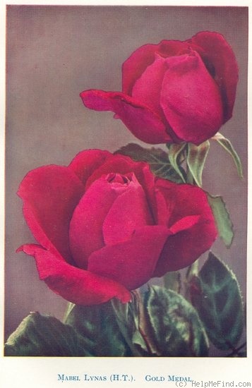 'Mabel Lynas' rose photo