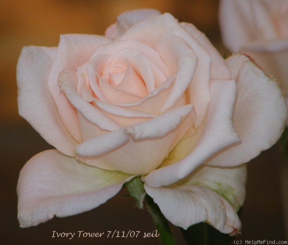 'Ivory Tower (Hybrid Tea, Kordes, 1979)' rose photo