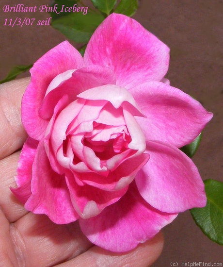 'Brilliant Pink Iceberg' rose photo