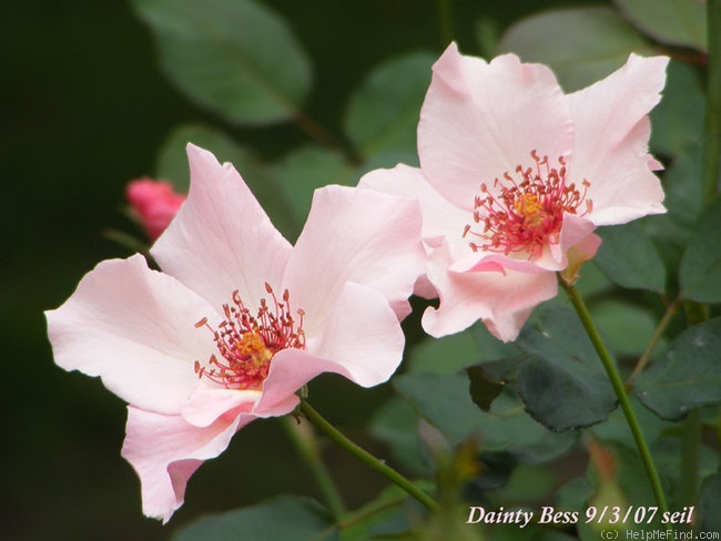 'Dainty Bess' rose photo