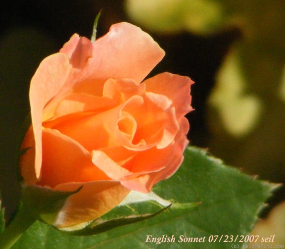 'English Sonnet ™' rose photo