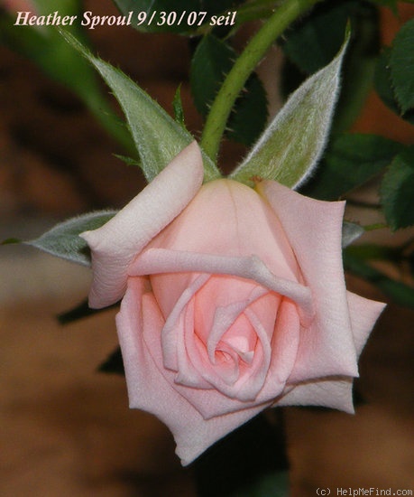 'Heather Sproul ™' rose photo