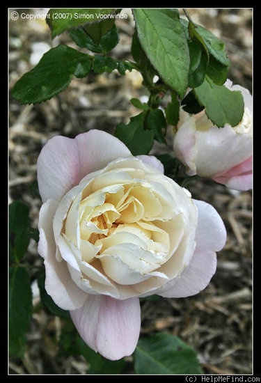 'Crown Princess Mary ™' rose photo
