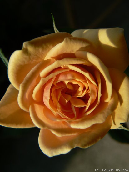 'Mother Lode ™' rose photo