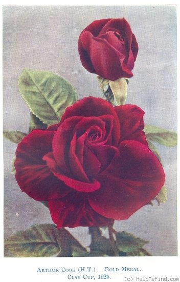 'Arthur Cook' rose photo