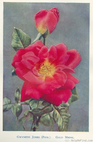 'Gwyneth Jones' rose photo