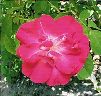 'La Belle Mignonne' rose photo