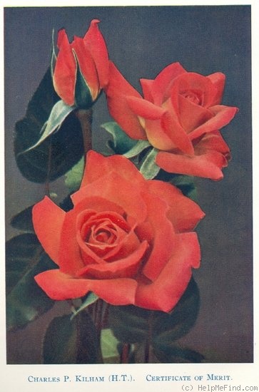 'Charles P. Kilham' rose photo