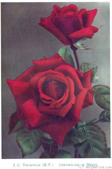 'J.C. Thornton' rose photo