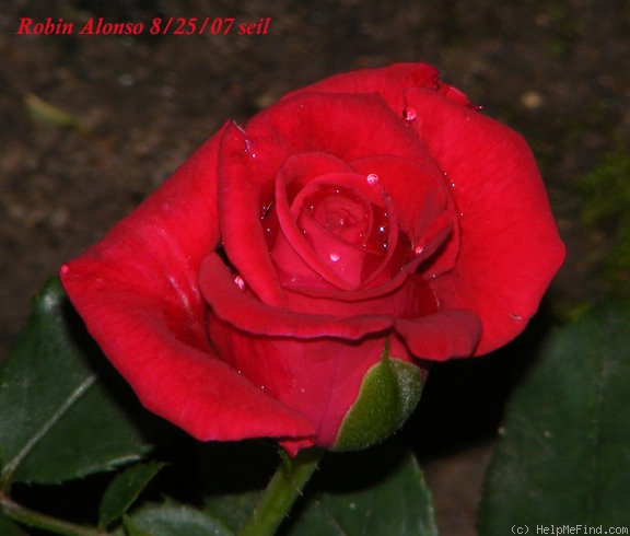 'Robin Alonso ™' rose photo