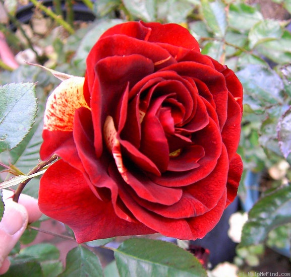 'Rusty (floribunda, Certified Roses, 2003)' rose photo