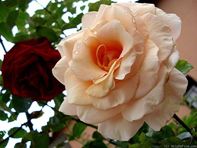 'Paul Ricard ®' rose photo