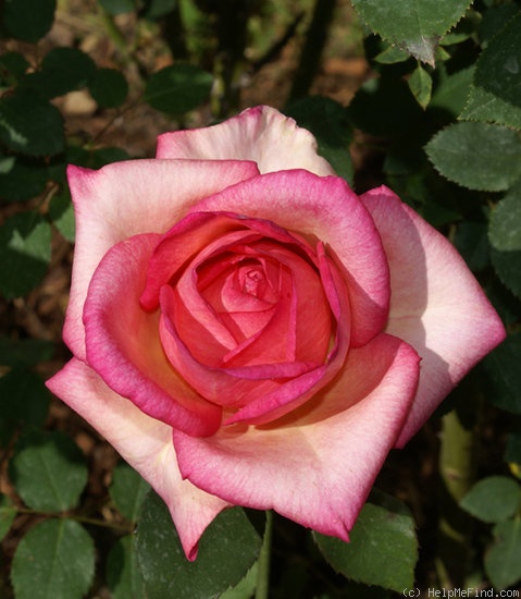 'Oksana' rose photo