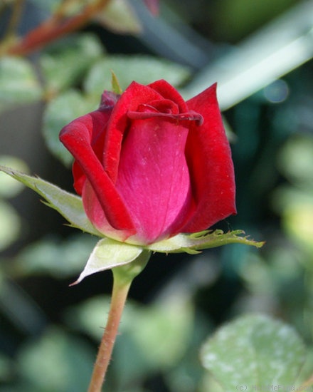 'Bonfire ™ (Mini-flora, Benardella, 2006)' rose photo