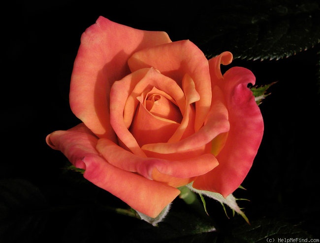 'Mander's Orange Dream' rose photo