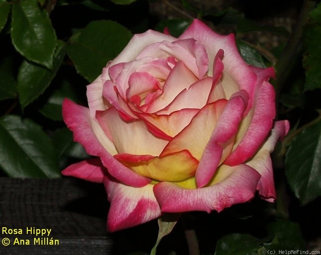 'Hippy' rose photo