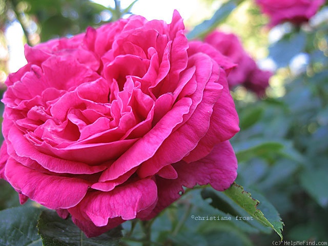 'Madame Baulot' rose photo