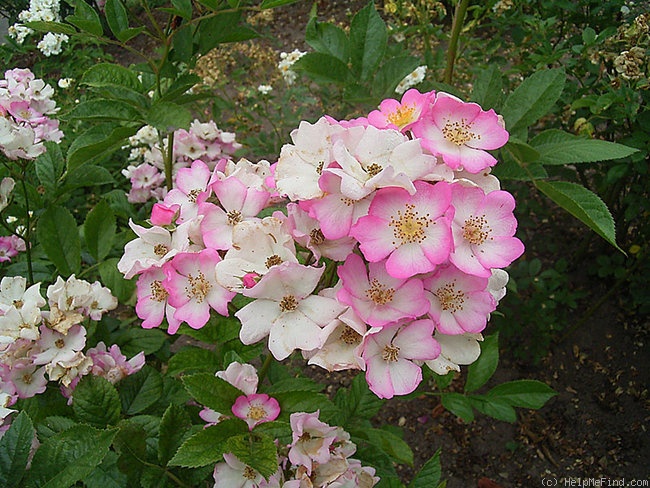 'Heinrich Conrad Söth' rose photo