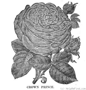'Crown Prince (hybrid perpetual, Paul, 1880)' rose photo