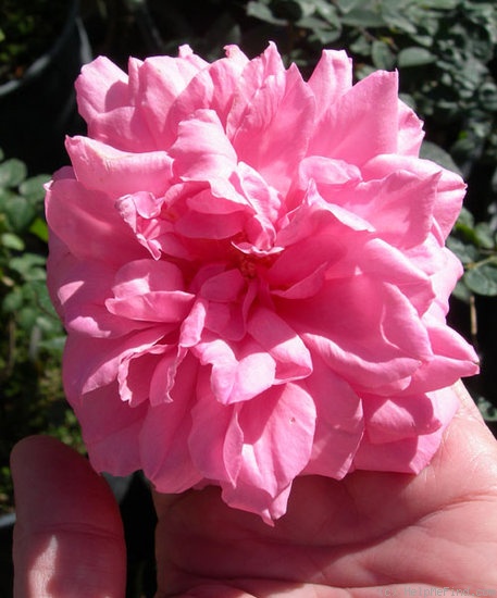 'RBXSID' rose photo