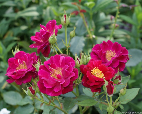 'Red Scentsation ™' rose photo