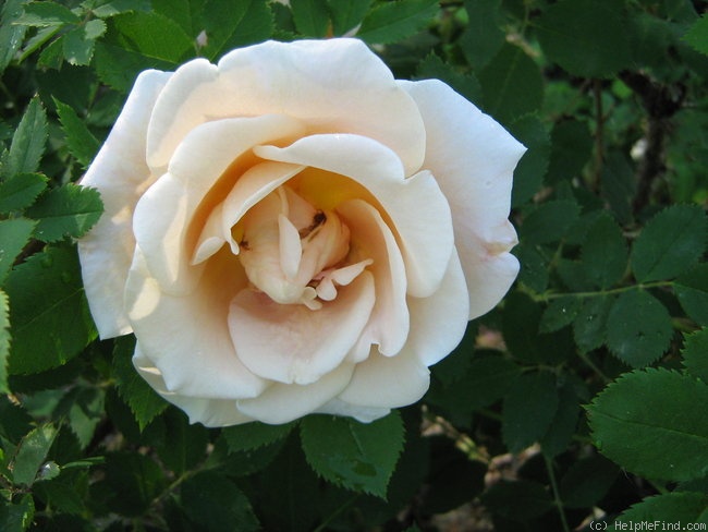 'Dr. F.L. Skinner' rose photo