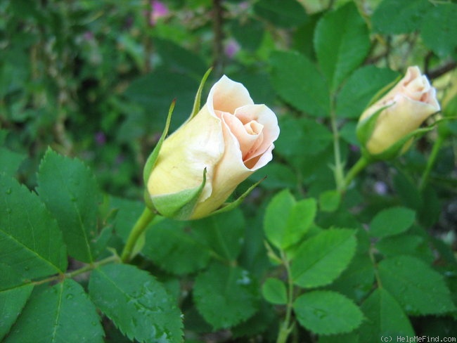 'Dr. F.L. Skinner' rose photo