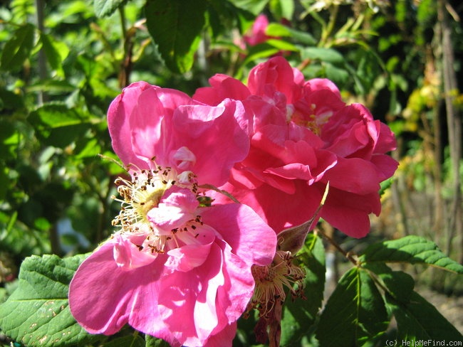 'Wilbur' rose photo