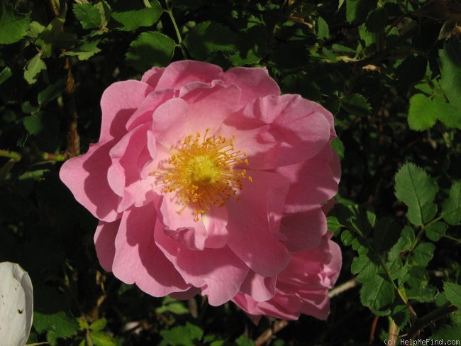 'Prairie Charm' rose photo
