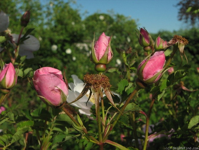 'Prairie Charm' rose photo