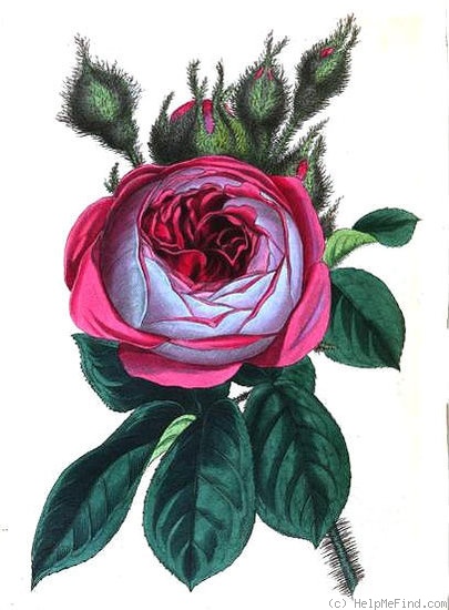 'Laneii' rose photo
