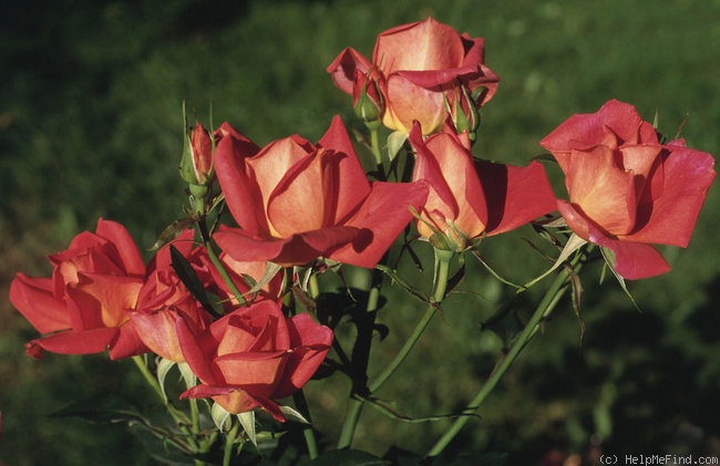 'Buffy Sainte-Marie' rose photo