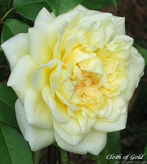 'Cloth of Gold' rose photo