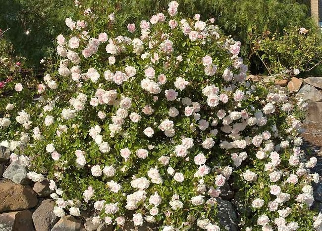 'Sea Foam (shrub, Schwartz 1963)' rose photo