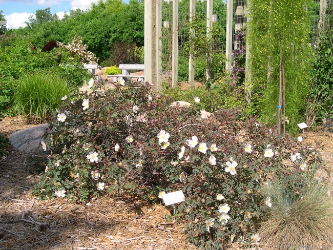 'Louis Riel' rose photo