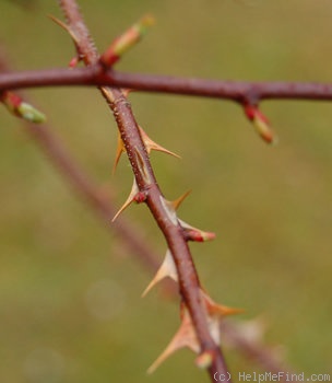 '<i>Rosa</i> x <i>pteragonis</i> M.Krause ex Kordes' rose photo