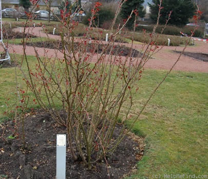 'Münchner Fasching' rose photo