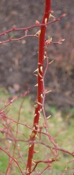 'R. californica plena' rose photo