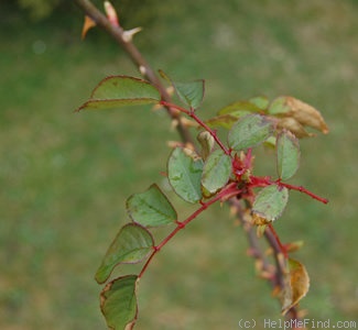 'Asta von Parpart (hybrid multiflora, Geschwind, before 1898)' rose photo