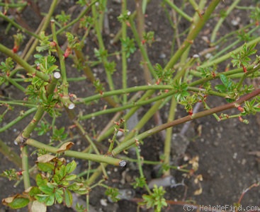 'Marie Henriette Gräfin Chotek' rose photo