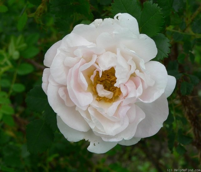 'Ross Rambler 1' rose photo