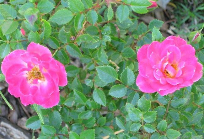 'Live Wire ™' rose photo