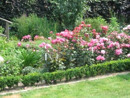 'Friante rose garden'  photo