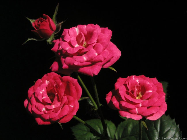 'MAN 2/07' rose photo