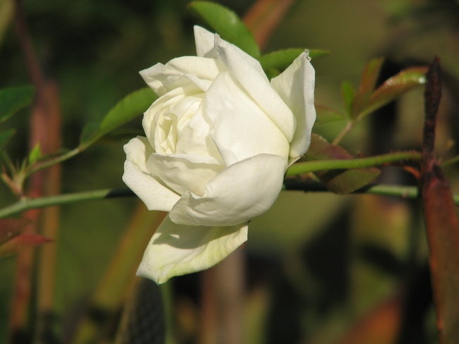 'Golden Isles Rose Society'  photo