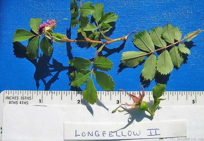 'Longfellow (R. woodsii, Schowalter, ca. 1960)' rose photo