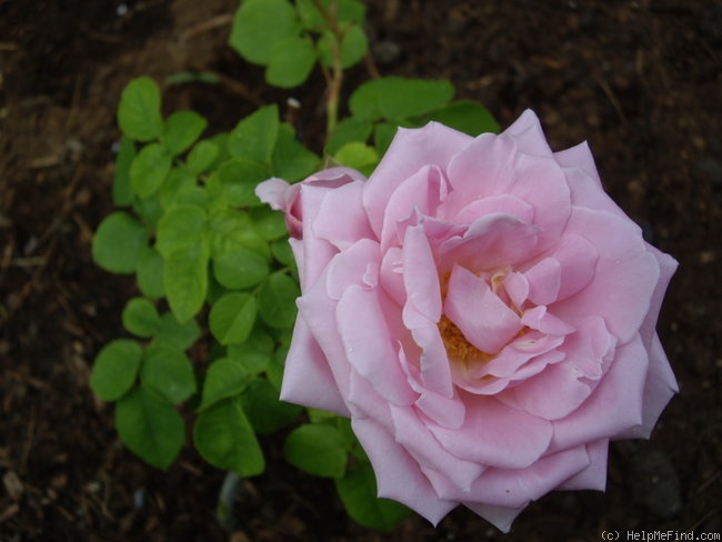 'Arrillaga' rose photo