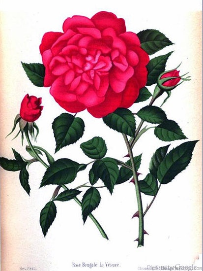 'Le Vésuve (china, Laffay, 1825)' rose photo