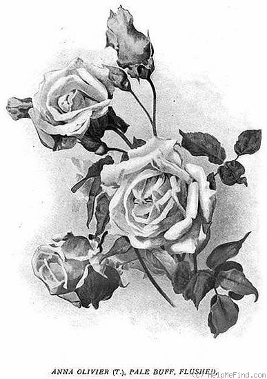 'Anna Olivier (tea, Ducher, 1872)' rose photo